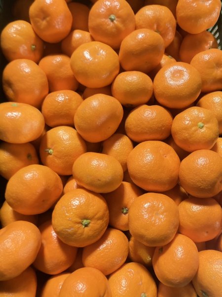 画像1: 【愛媛みかん 3キロ（送料込み）】 (1)